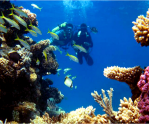 Diving in Hurghada